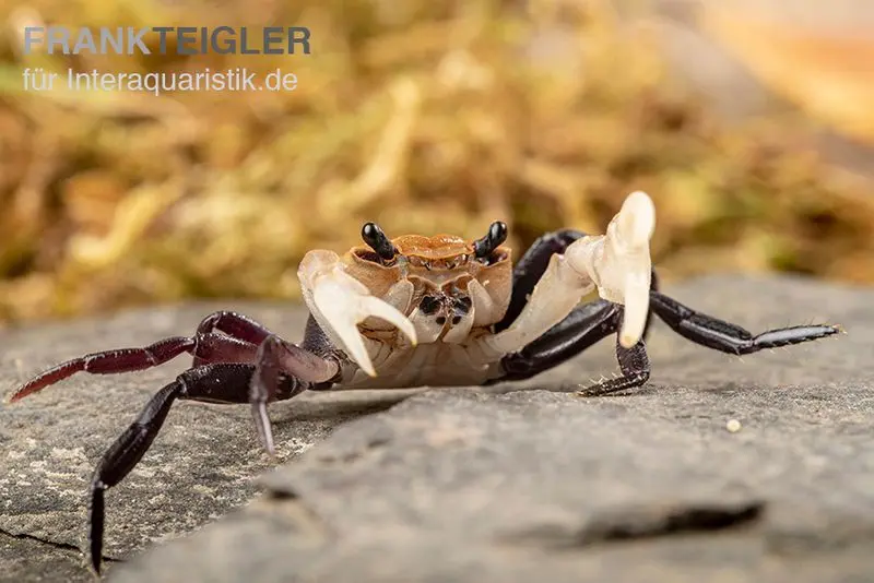Crabe aux pinces blanches, Lepidothelphusa cognetti (Panda)