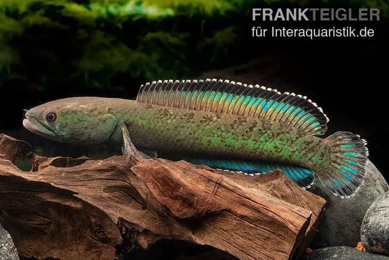 Tête-de-serpent Emerald Green, Channa cf. pomanensis « Emerald Green »
