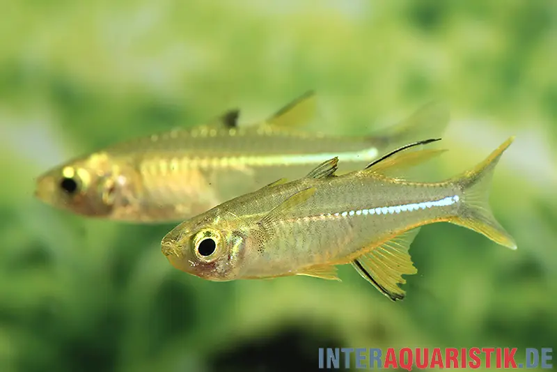 Poisson rayon de soleil de Célèbes, Marosatherina ladigesi