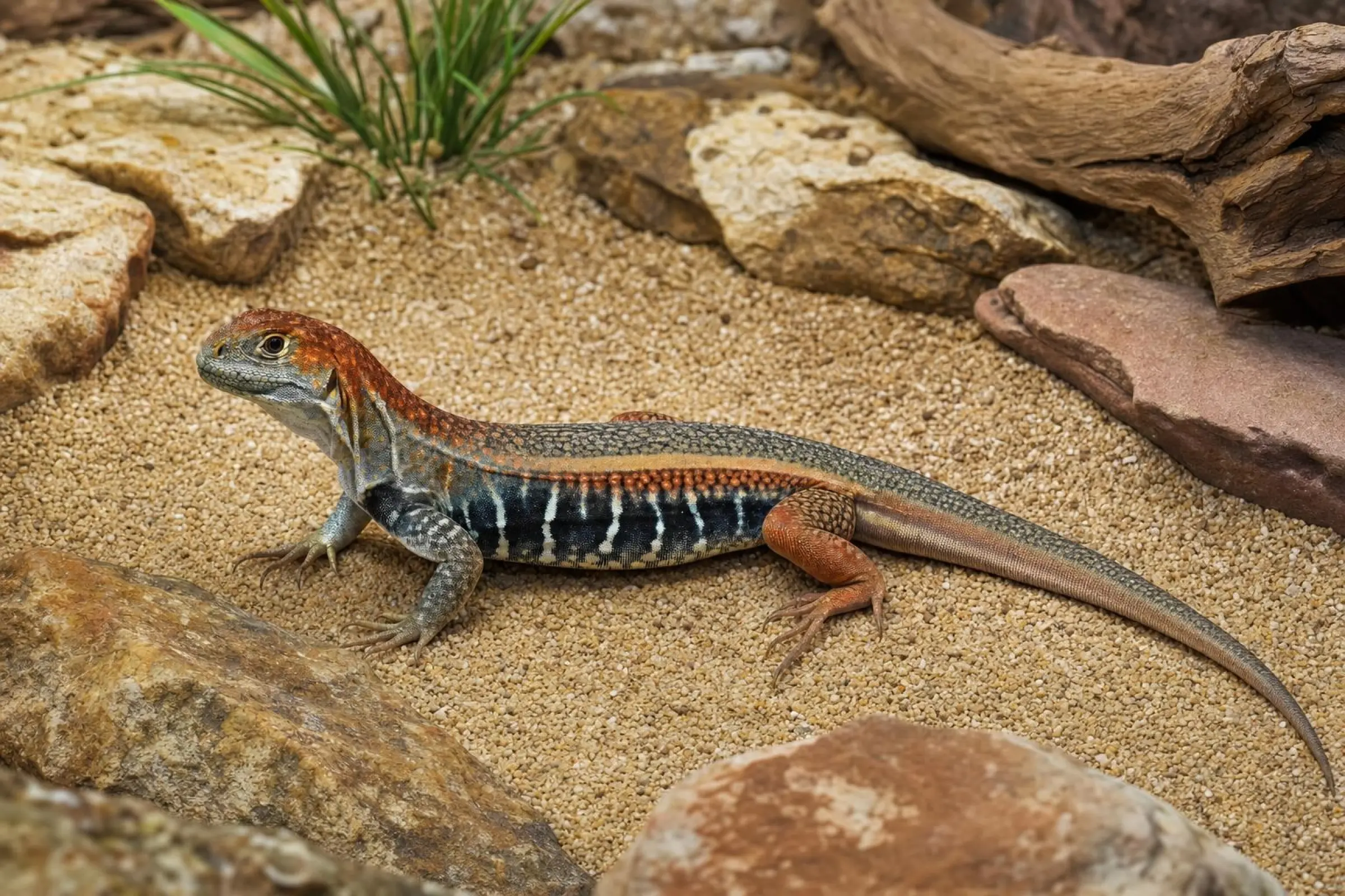 Agame papillon rouge-bleue, Leiolepis guttata