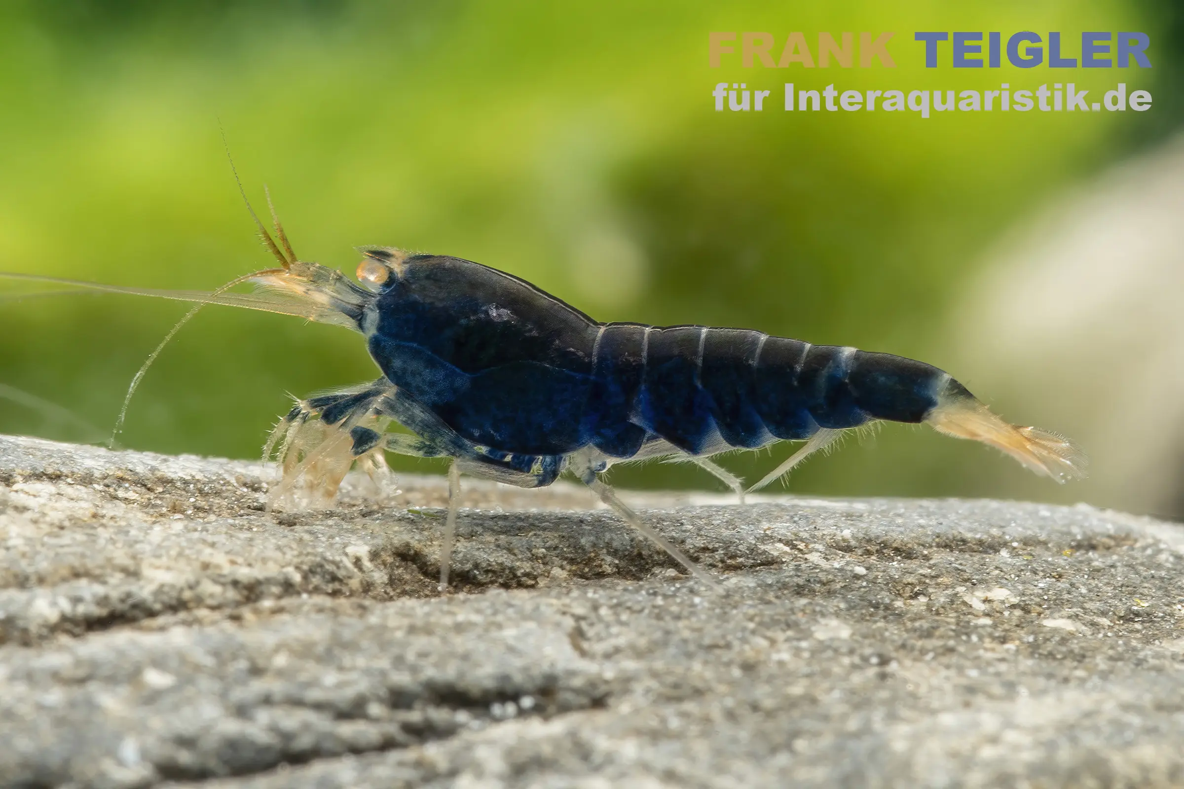 Crevette tigre bleue « Deep Blue », Caridina mariae