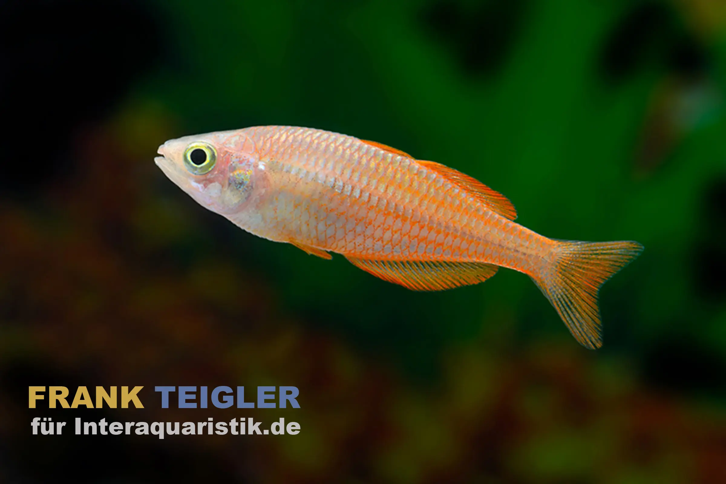 Poisson arc-en-ciel du lac Kurumoi, Melanotaenia parva