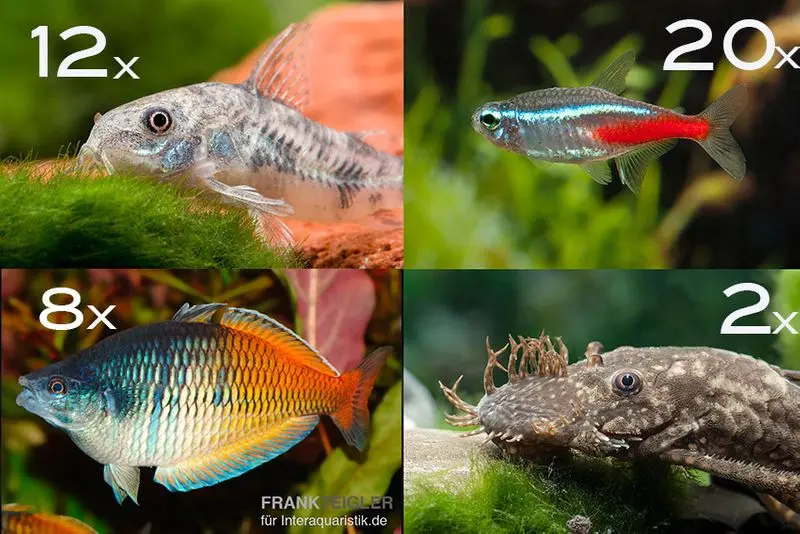 Assortiment de poissons d’ornement pour débutants pour 120 cm