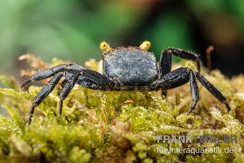 Crabe vampire aux yeux jaunes, Geosesarma sp. « Yellow Eye » 