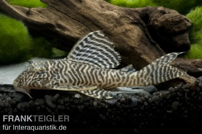 Pléco King Tiger, Hypancistrus spec. L66, 3-4 cm élevage allemand