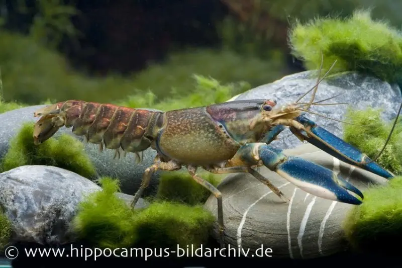 Écrevisse bleu-rose, Cherax pulcher (anciennement : Hoa Creek)