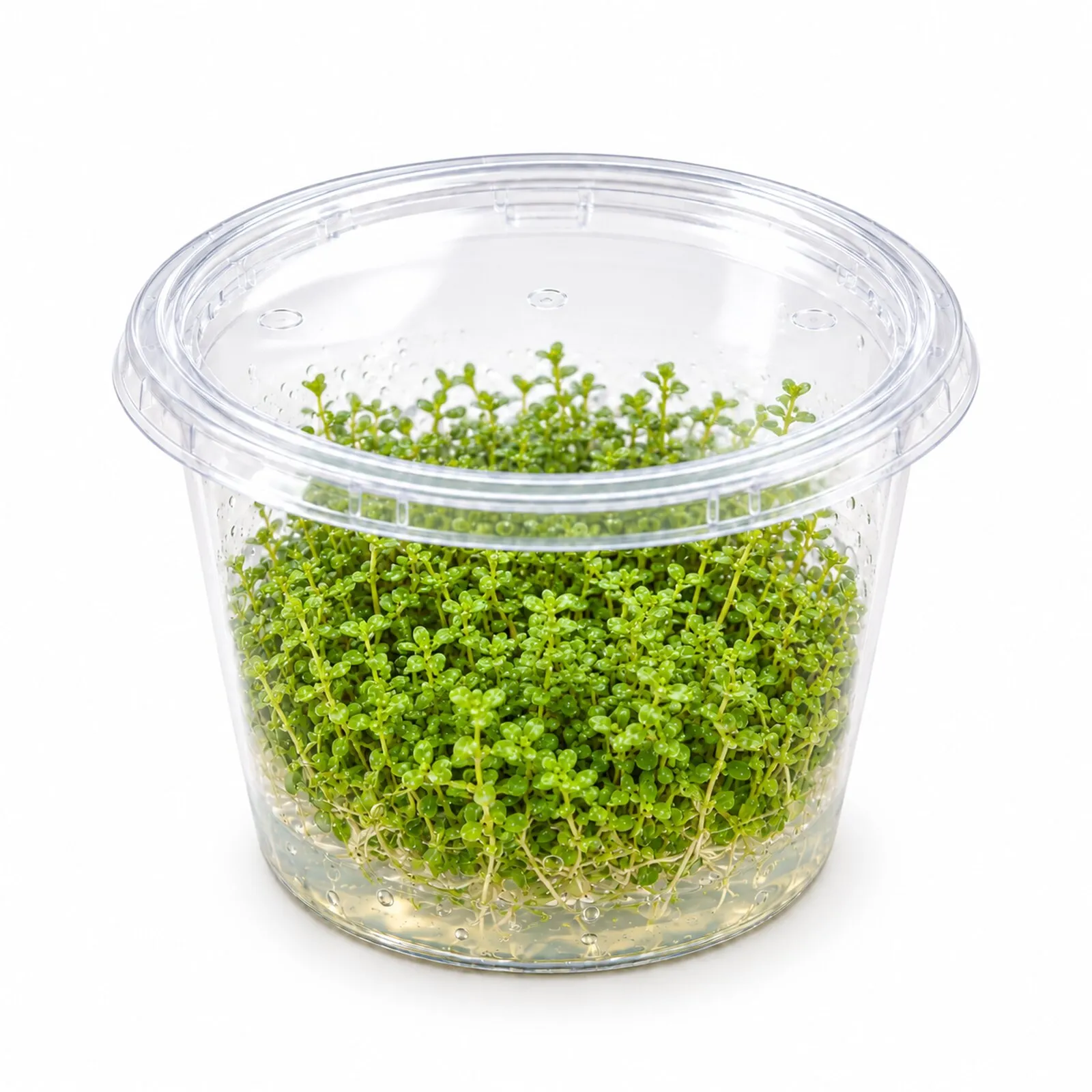 Micranthème américain, Micranthemum glomeratum, In Vitro