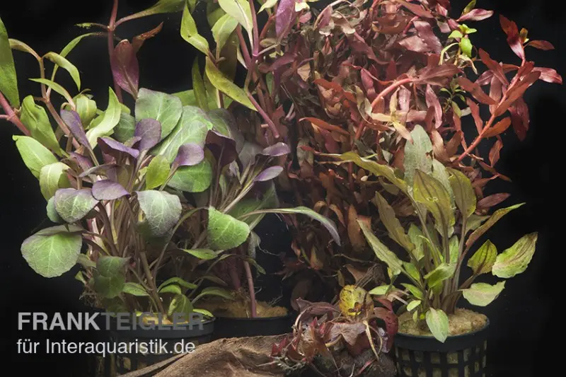 Assortiment de plantes d’aquarium « Rouge » pour aquarium de 60 cm, set de plantes d’aquarium