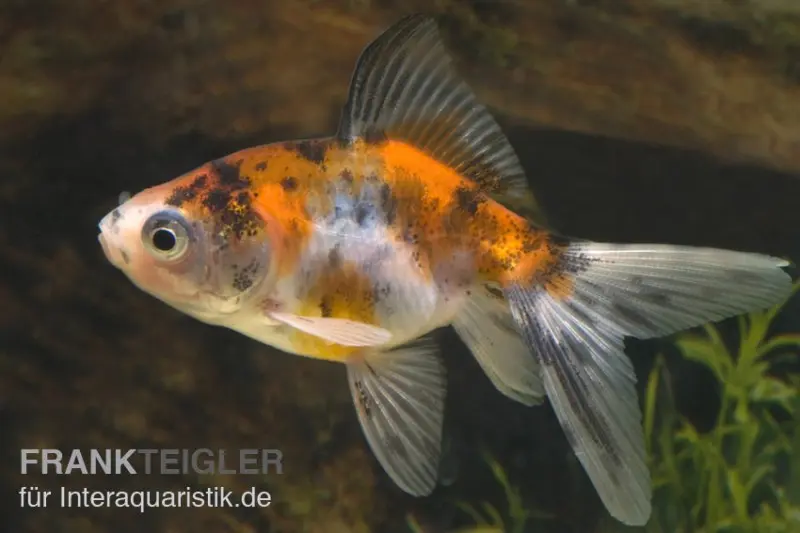 Queue-de-voile Calico, Carassius auratus, 5-8 cm (eau froide)