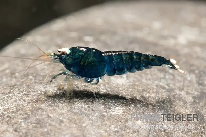 Crevette Extreme Black King Kong, Caridina spec. Extreme Black King Kong (Taiwan Bee)