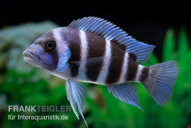 Cichlidé à tête bossue Blue Zaire Mboba, Cyphotilapia frontosa Blue Zaire Mboba, 4-5 cm élevage allemand
