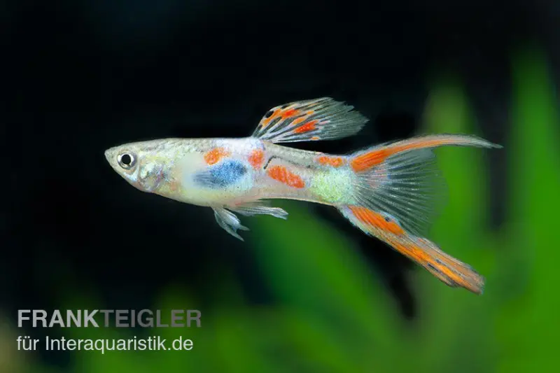 Guppy double-épée, Poecilia reticulata « queue fourchue », par couple