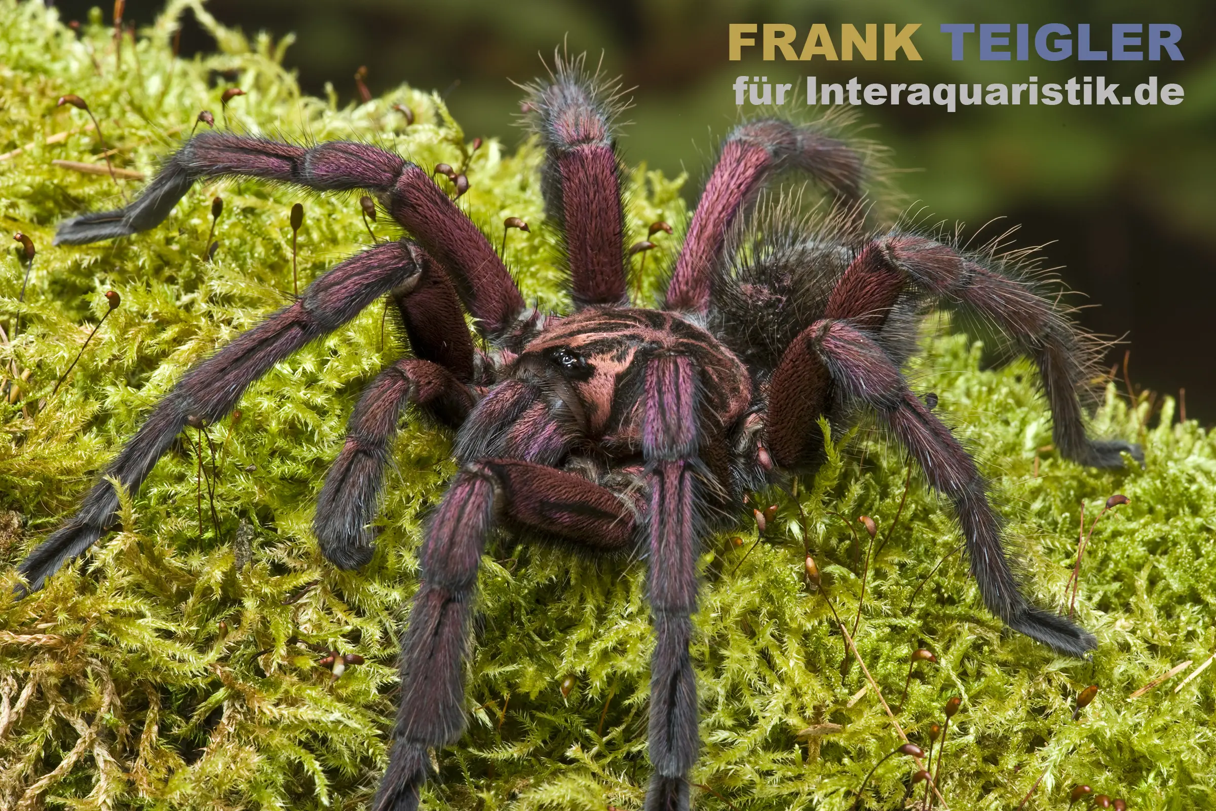 Mygale de Machala, Pamphobeteus machala
