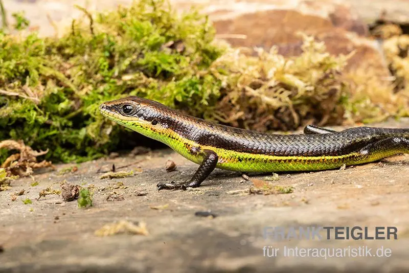 Scinque africain, Trachylepis polytropis