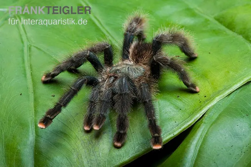 Mygale commune, Avicularia avicularia