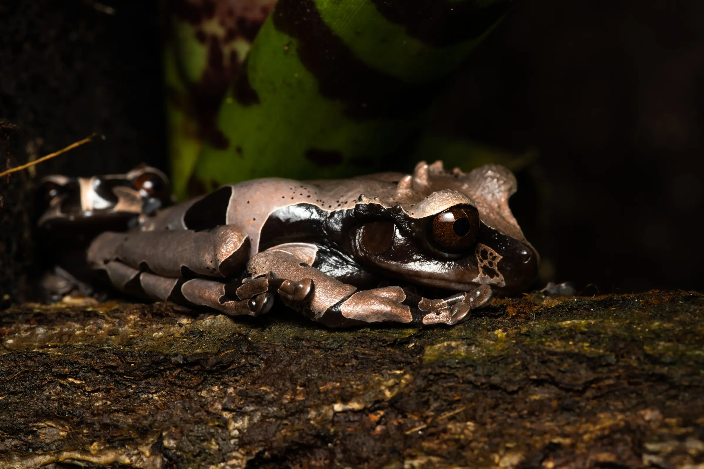 Grenouille arboricole couronnée, Triprion spinosa 