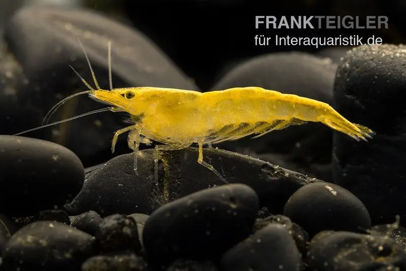 Crevette Sakura jaune, Neocaridina davidi « Yellow Fire Sakura »