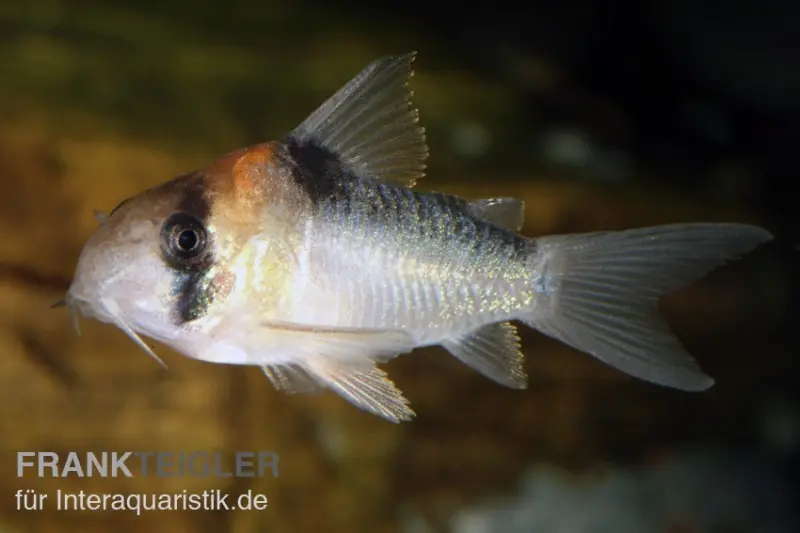 Corydoras d’Adolfo, Corydoras adolfoi