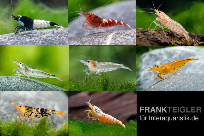 Caridina Mélange de couleurs de crevettes naines