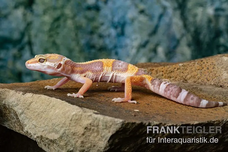Gecko léopard, Eublepharis macularius, TREMPER ALBINO JUNGLE MACK SNOW