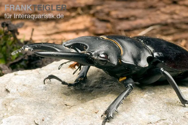 Lucane bellicosa, Odontolabis bellicosa