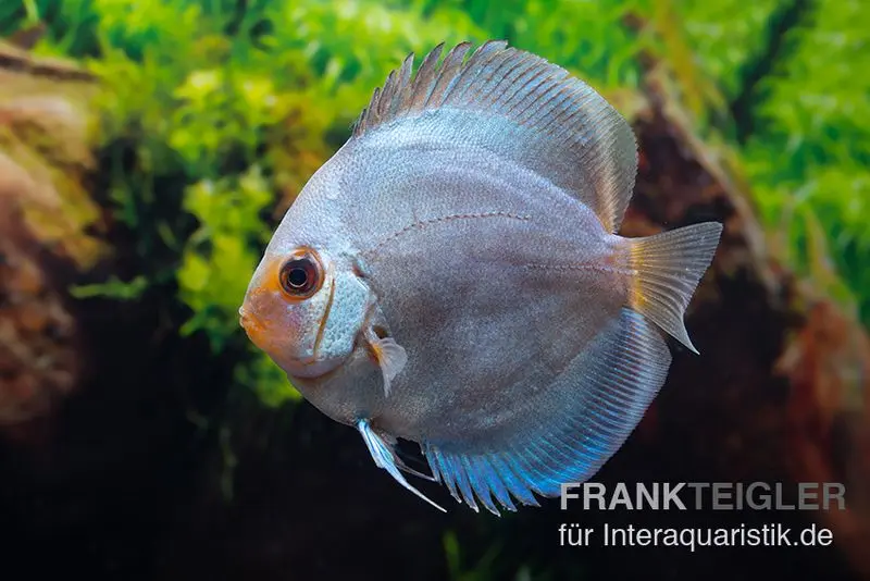 Discus élevage asiatique, Symphysodon discus Ocean green (Green diamond)