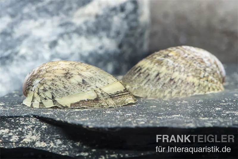 Escargot coquille, Septaria porcellana
