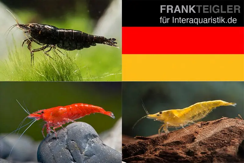 Lot : Set de crevettes naines « Allemagne », 5 x Chocolate + 5 x Sakura Red x 5 x crevettes Yellow Fire
