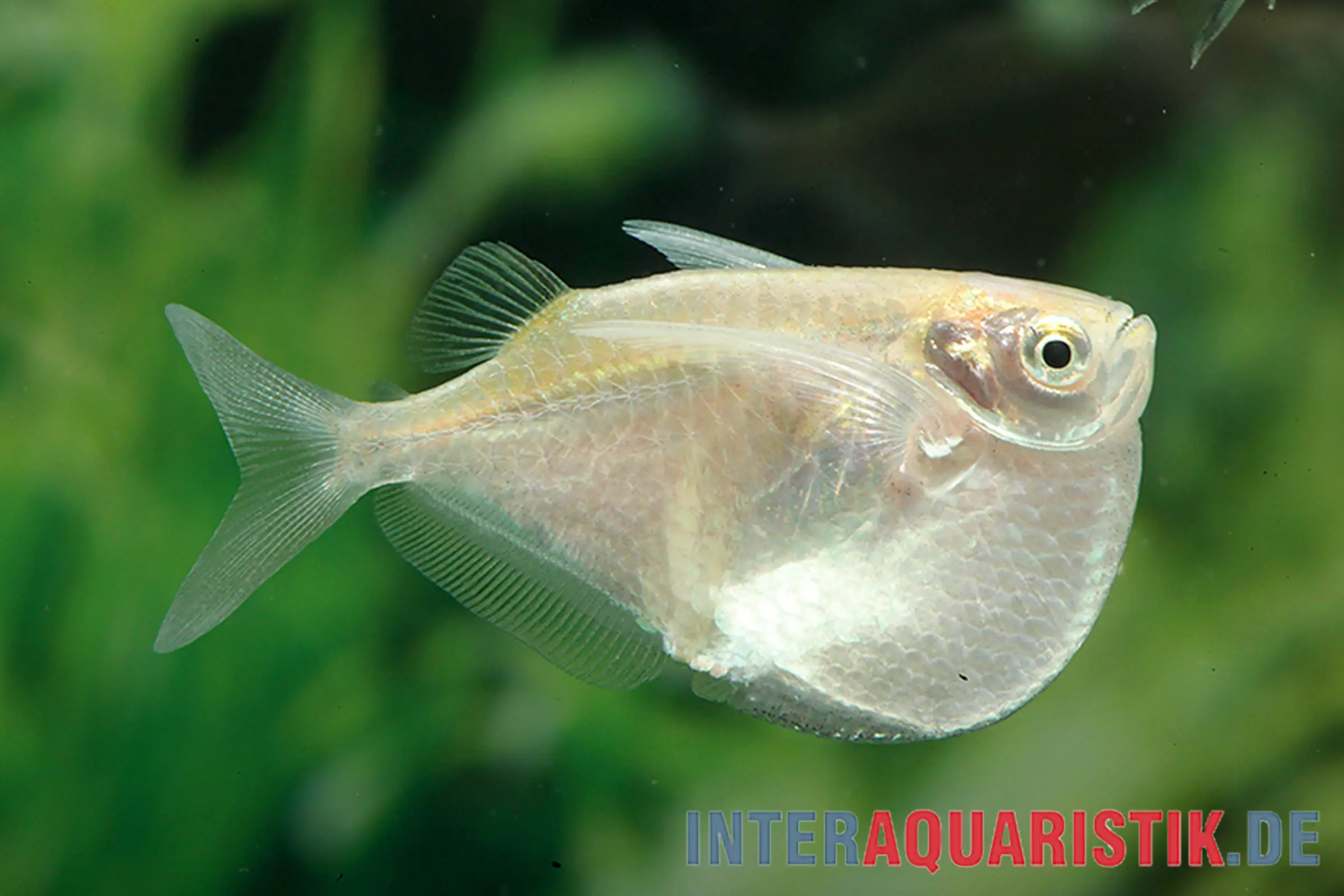 Poisson-hachette platine, Thoracocharax securis/stellatus