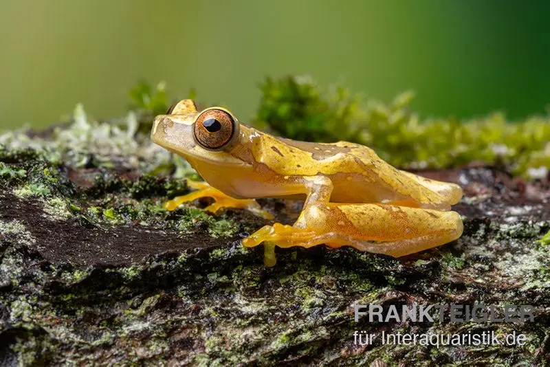 Rainette sablier, Dendropsophus ebraccatus