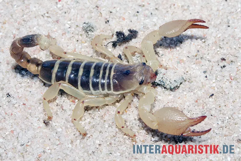 Scorpion maure, Scorpio maurus