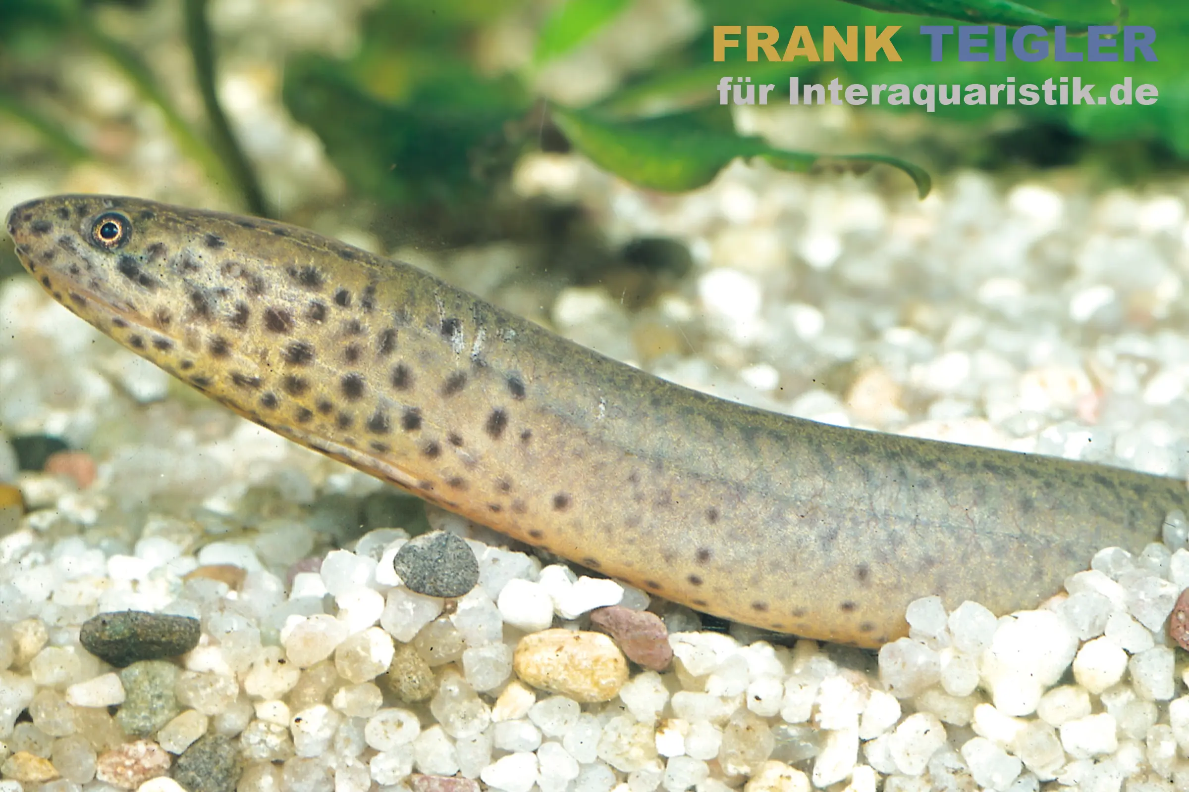 Dipneuste du Congo, Protopterus dolloi