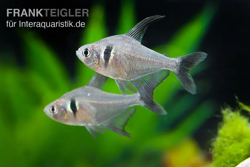 Tétra fantôme noir, Hyphessobrycon megalopterus