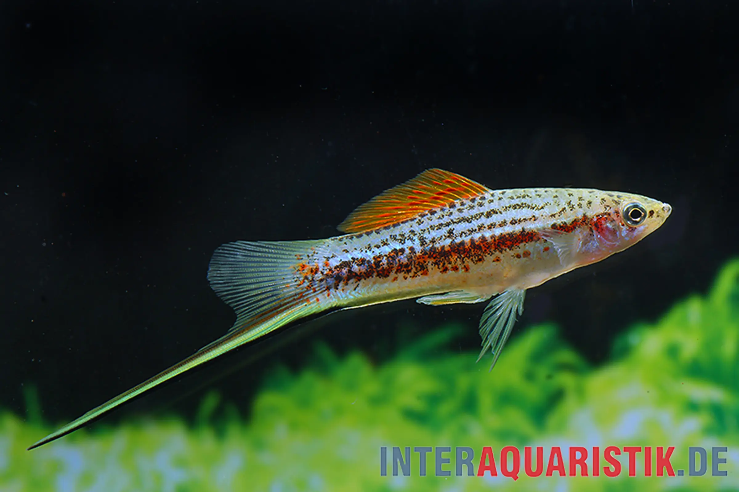 Porte-épée du Yucatan, Xiphophorus hellerii yucatan II