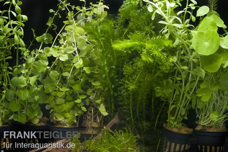 Assortiment de plantes d’aquarium « Eau froide » pour aquarium de 80 cm, set de plantes d’aquarium