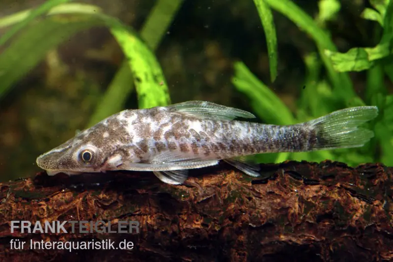 Otocinclus vampire, Nannoptopoma sternoptychum