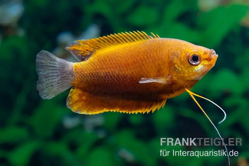 Gourami à lèvres épaisses orange, Colisa labiosa « Orange »