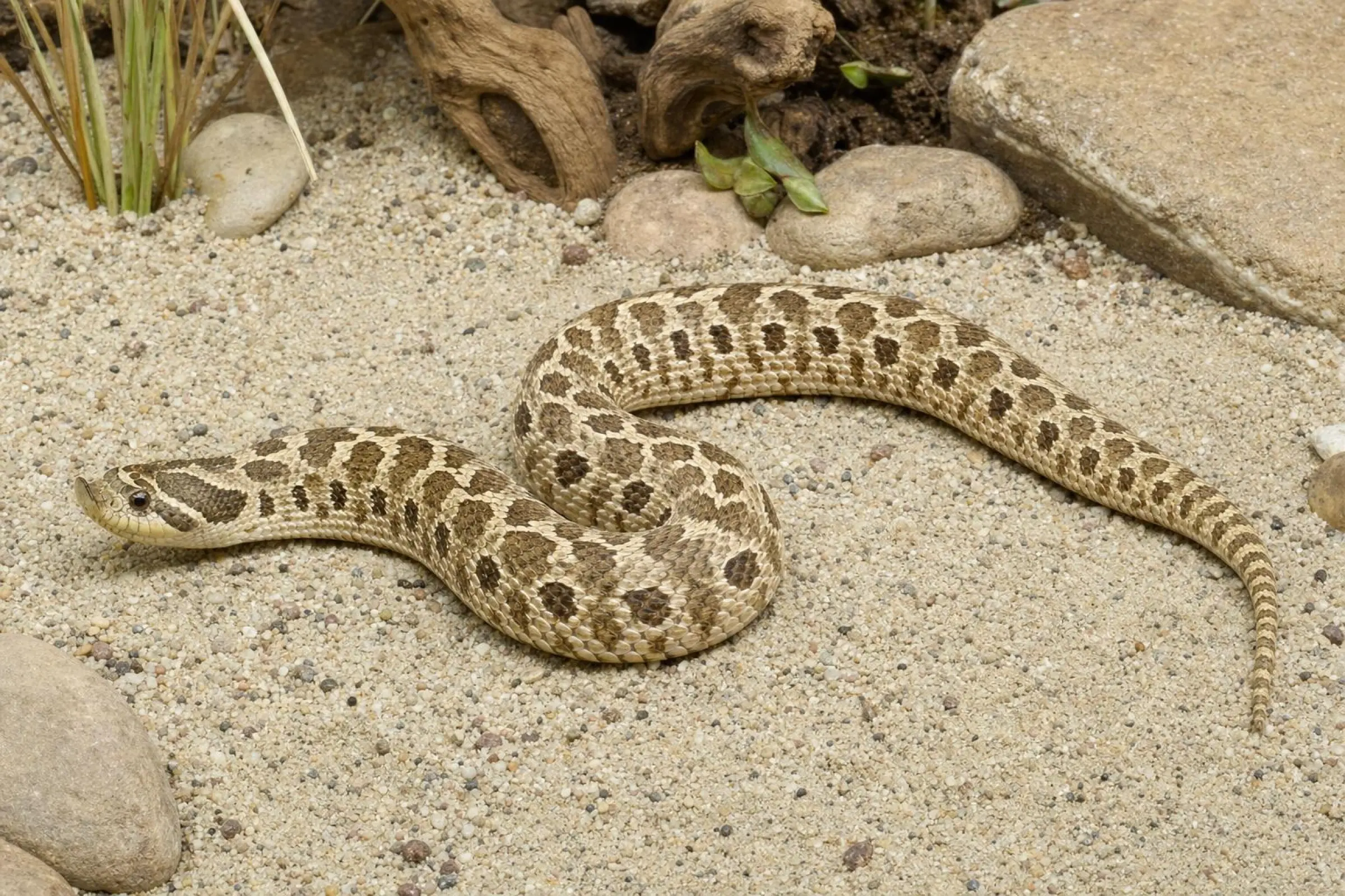 Couleuvre à nez de cochon de l’Ouest, Heterodon nasicus
