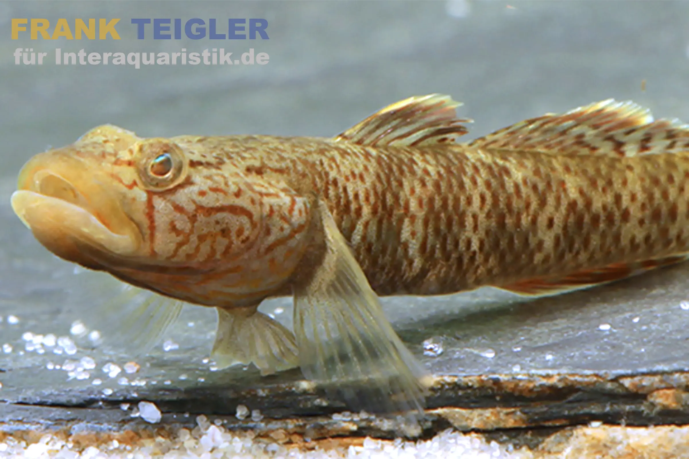 Gobie de Chine à nageoires dorées, Rhinogobius davidi