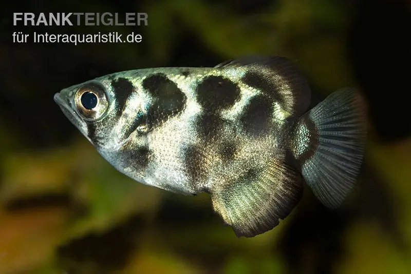 Poisson-archer d’eau douce, Toxotes blythii
