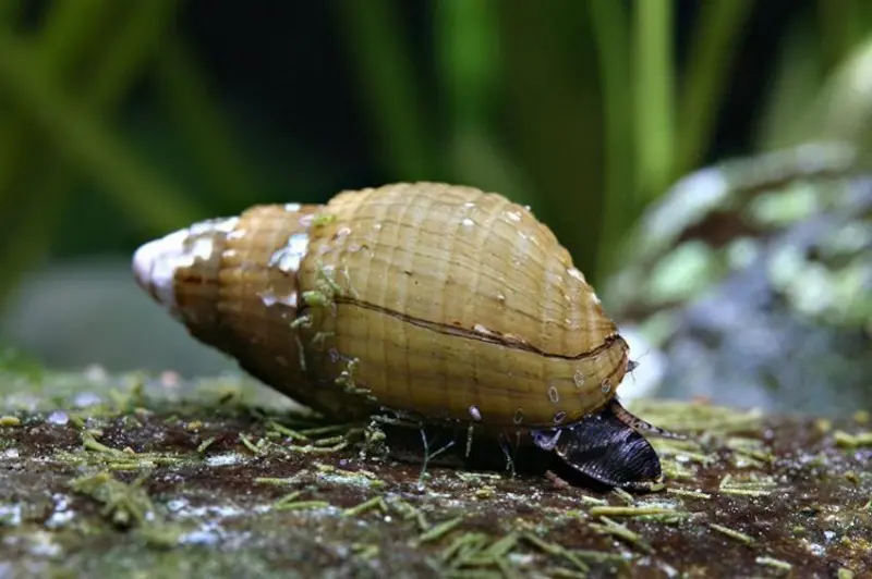 Escargot mélanie vénézuélien, Melanoides granifera
