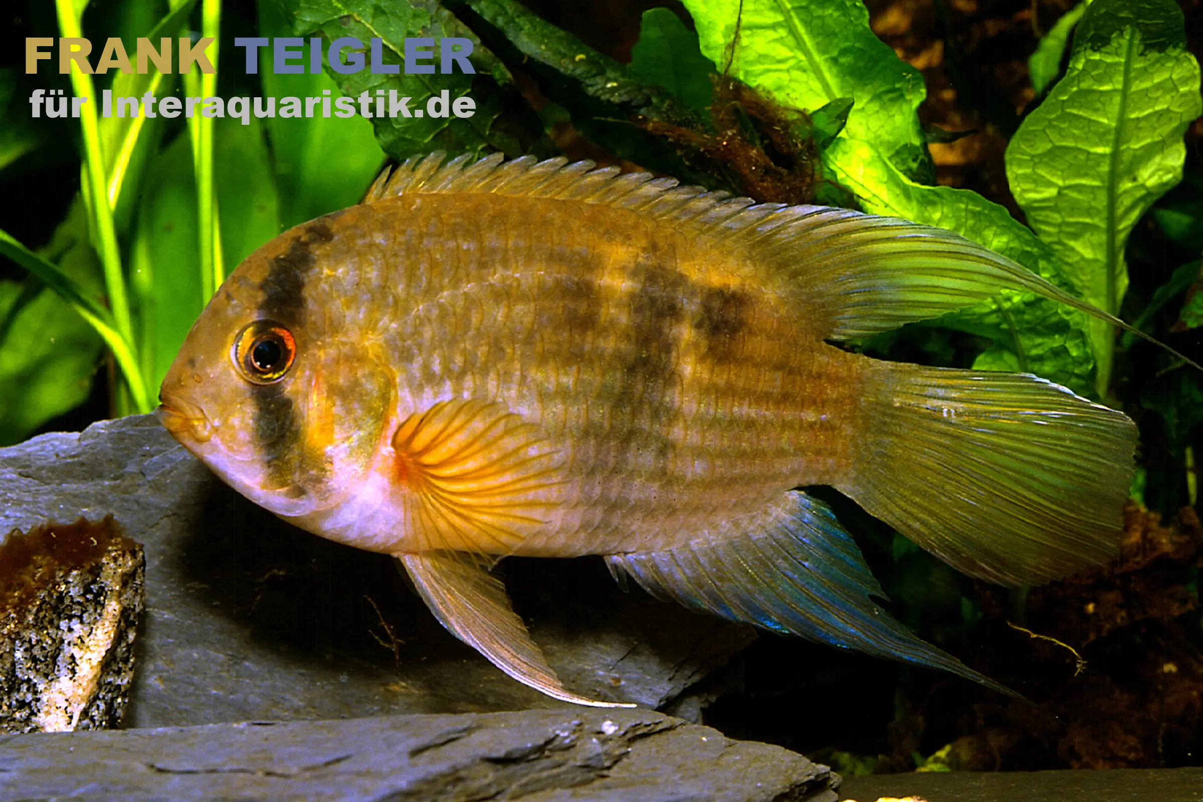Cichlidé maroni, Aequidens maronii (Cleithracara maronii)