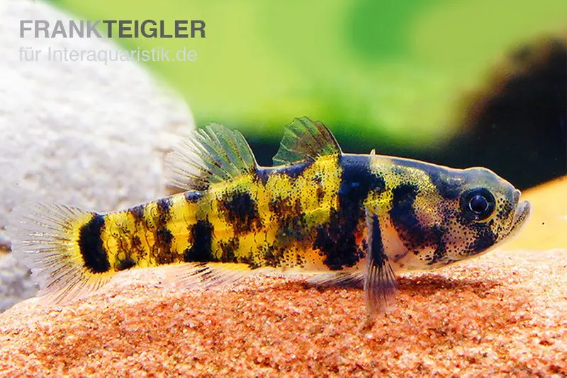 Gobie annelé doré Ozelot, Brachygobius sp. « Ozelot », 5 pièces