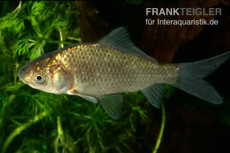 Carassin, Carassius carassius, 7-9 cm (eau froide)
