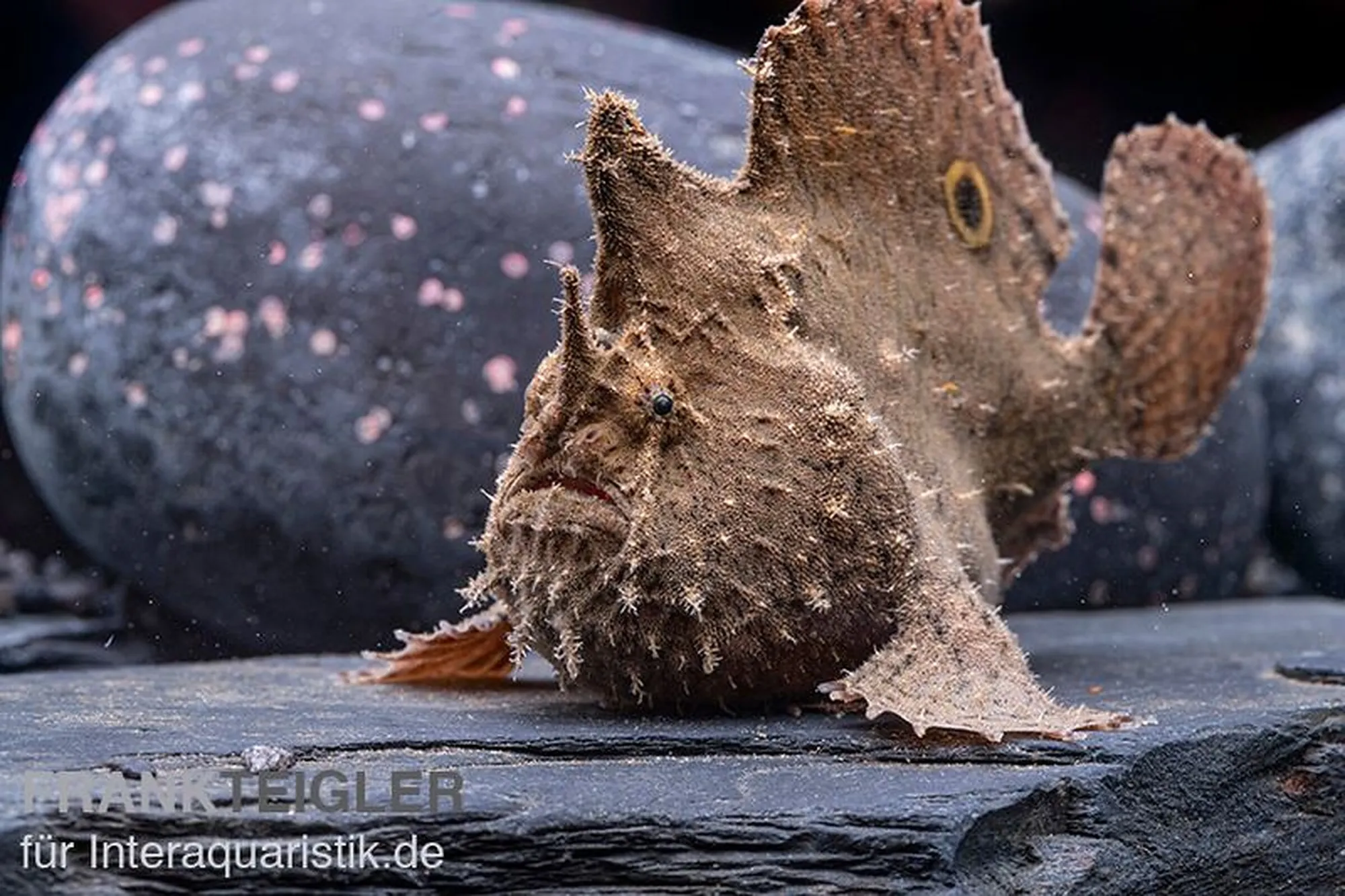 Poisson-pêcheur à ocelle, Antennarius biocellatus