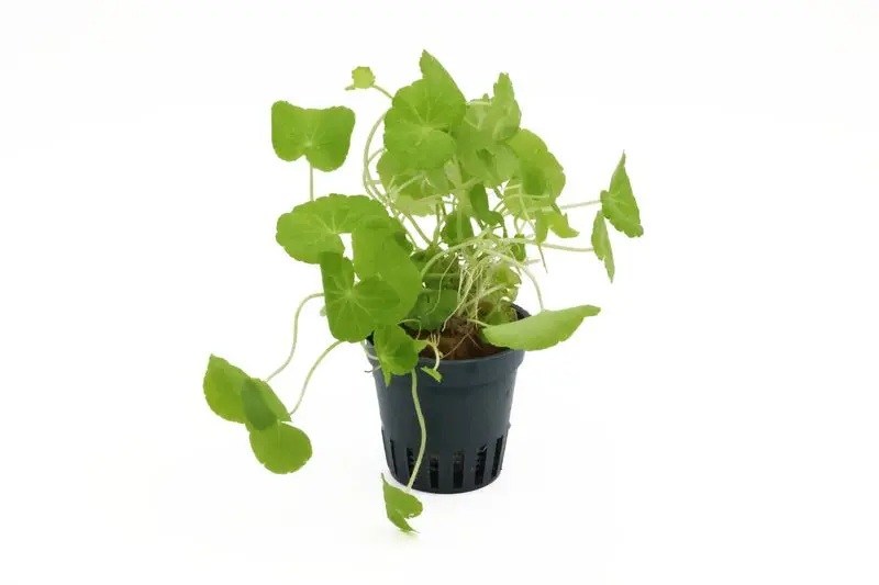 Hydrocotyle du Brésil, Hydrocotyle leucocephala, en pot