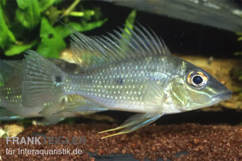Déterreur à tête pointue, Satanoperca acuticeps