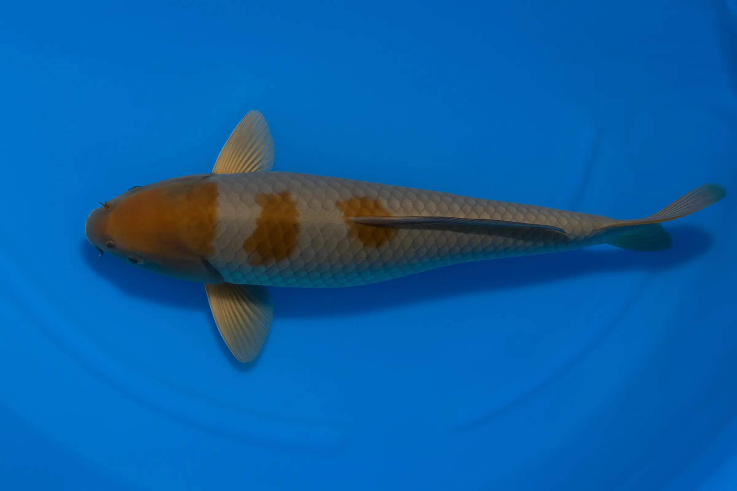 Koi japonais Ikarashi Tosai Ochiba, Cyprinus carpio, 13-15 cm