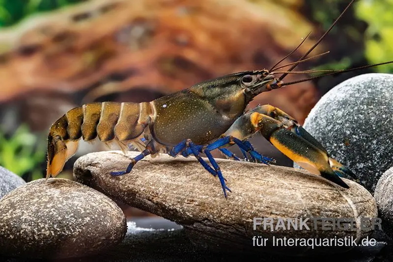 Écrevisse rouge de Kambuaya, Cherax spec. Kambuaya Creek Red Claw