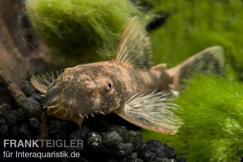 Ancistrus rouge, Ancistrus sp. LDA 16, élevage allemand